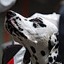 animal, background_blur, black_and_white, brown_eye, canine, close_up, dalmatian, dog, domestic_animal, ears, fur, indoors, looking_up, pet, portrait, profile, snout, soft_light, spotted, whiskers