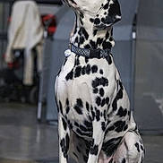 Tosca Damore participe au concours pour gagner de l'argent avec cette photo : alert, animal, black_and_white, blurred_background, canine, chair, collar, companion, dalmatian, dog, domestic_animal, floor, furniture, household, indoor, looking_up, pet, portrait, sitting, spotted
