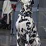 alert, animal, black_and_white, blurred_background, canine, chair, collar, companion, dalmatian, dog, domestic_animal, floor, furniture, household, indoor, looking_up, pet, portrait, sitting, spotted