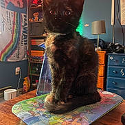 Eeveee is registered to the contest to win money with this photo: cat, cord, cozy, decor, desk, ears, fur, indoor, kitten, lamp, mousepad, pet, rainbow_flag, room, shelf, spray_bottle, storage_boxes, tortoiseshell, whiskers, wooden_furniture
