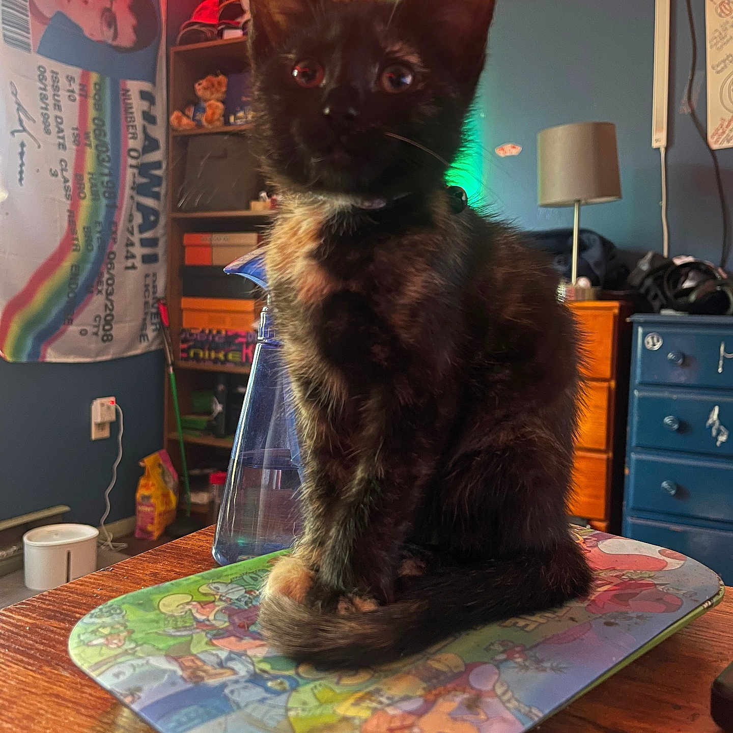 Eeveee is registered to the contest to win money with this photo: cat, cord, cozy, decor, desk, ears, fur, indoor, kitten, lamp, mousepad, pet, rainbow_flag, room, shelf, spray_bottle, storage_boxes, tortoiseshell, whiskers, wooden_furniture