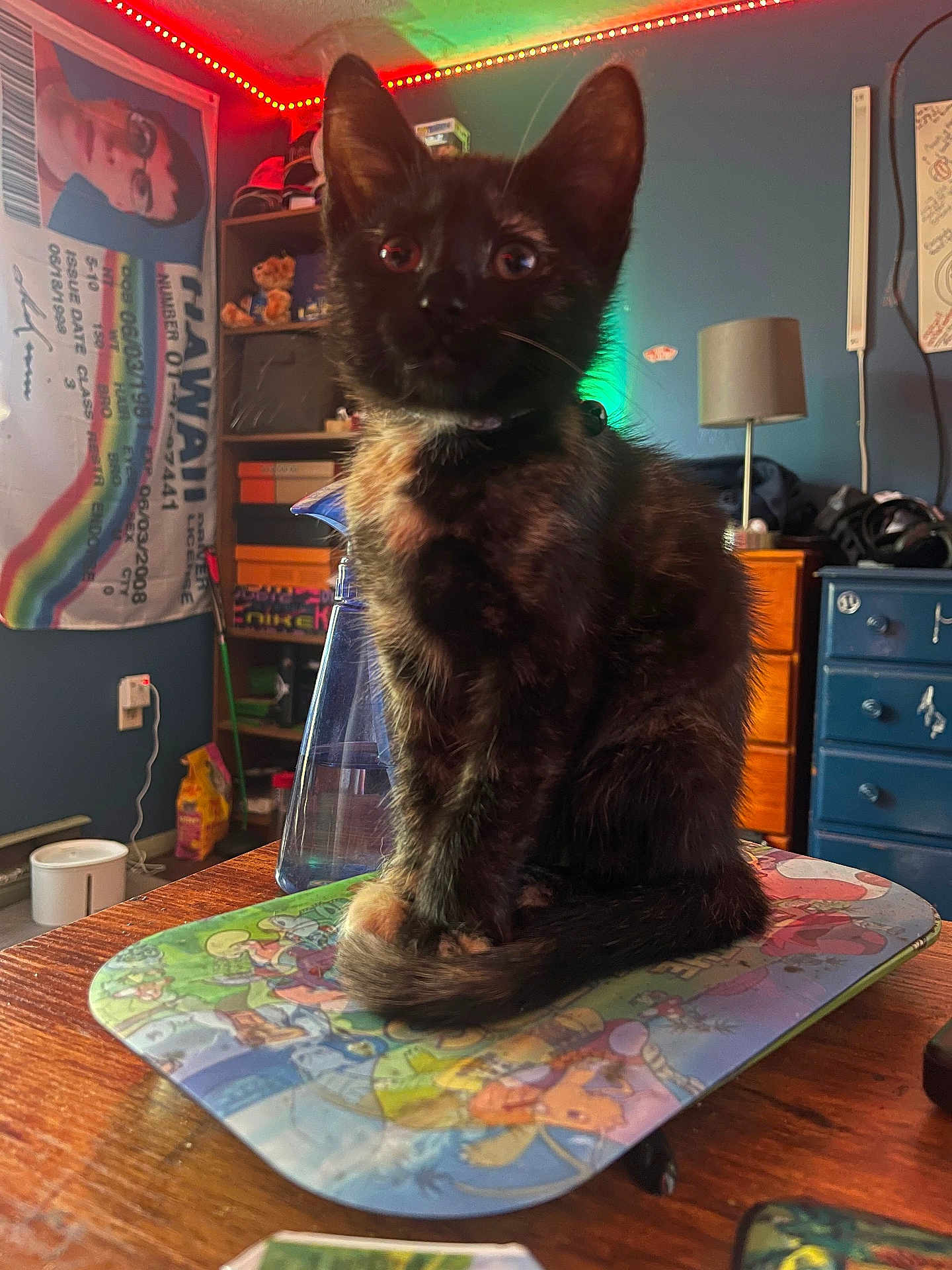 Eeveee is registered to the contest to win money with this photo: cat, cord, cozy, decor, desk, ears, fur, indoor, kitten, lamp, mousepad, pet, rainbow_flag, room, shelf, spray_bottle, storage_boxes, tortoiseshell, whiskers, wooden_furniture