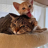 Mango And Lenna joined the competition — help win amazing prizes! animal, cat, cat_tree, close_up, companionship, cozy, cute, ears, feline, fur, indoor, kitten, orange_kitten, pet, playful, resting, sleepy, tabby_cat, tongue_out, whiskers