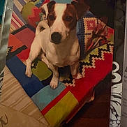 Caramel participe au concours pour gagner de l'argent avec cette photo : dog, pet, animal, indoor, blanket, colorful, pattern, fabric, cute, small_dog, sitting, looking_up, cozy, home, fur, ears, tail, snout, paw, domestic_animal