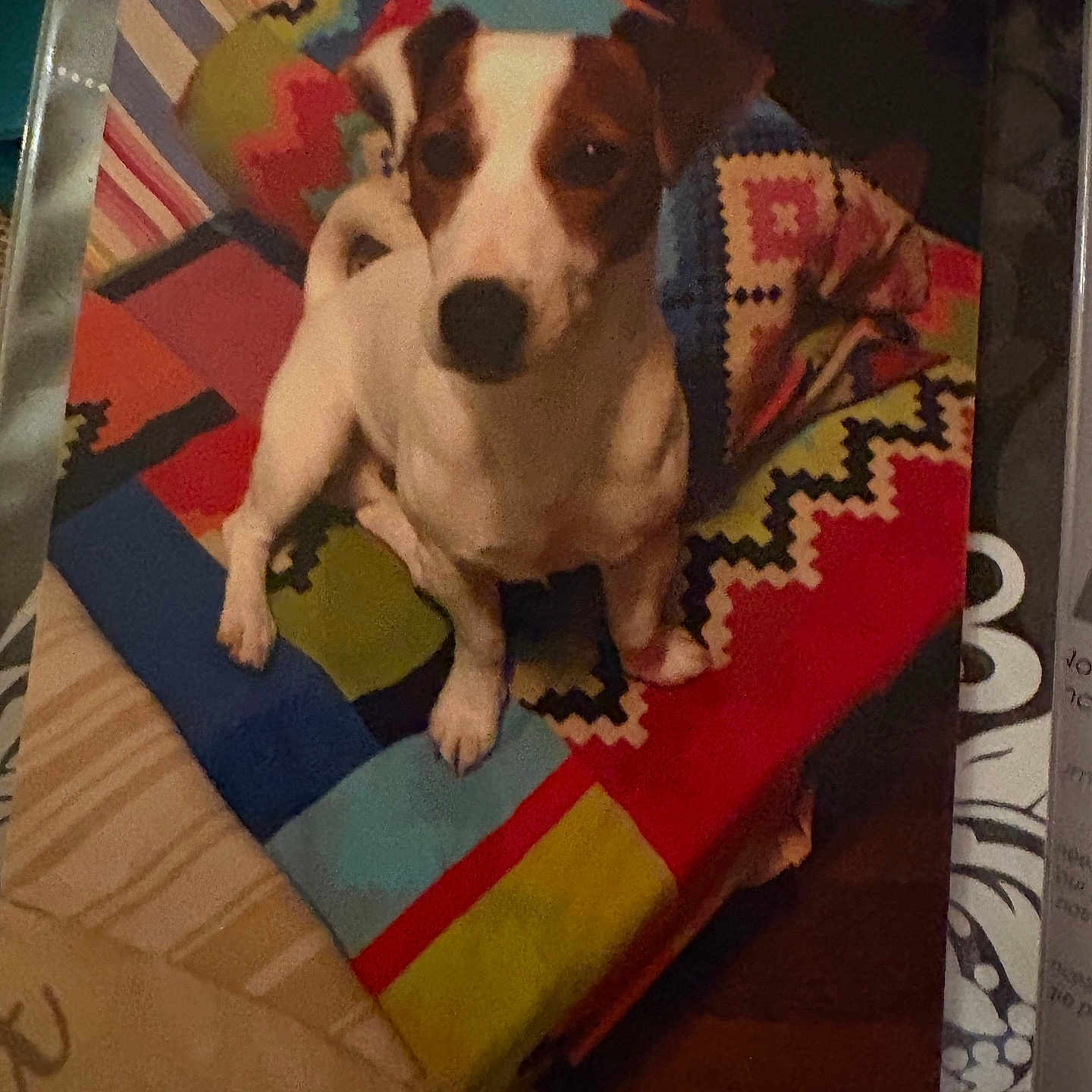 Caramel participe au concours pour gagner de l'argent avec cette photo : animal, blanket, colorful, cozy, cute, dog, domestic_animal, ears, fabric, fur, home, indoor, looking_up, pattern, paw, pet, sitting, small_dog, snout, tail