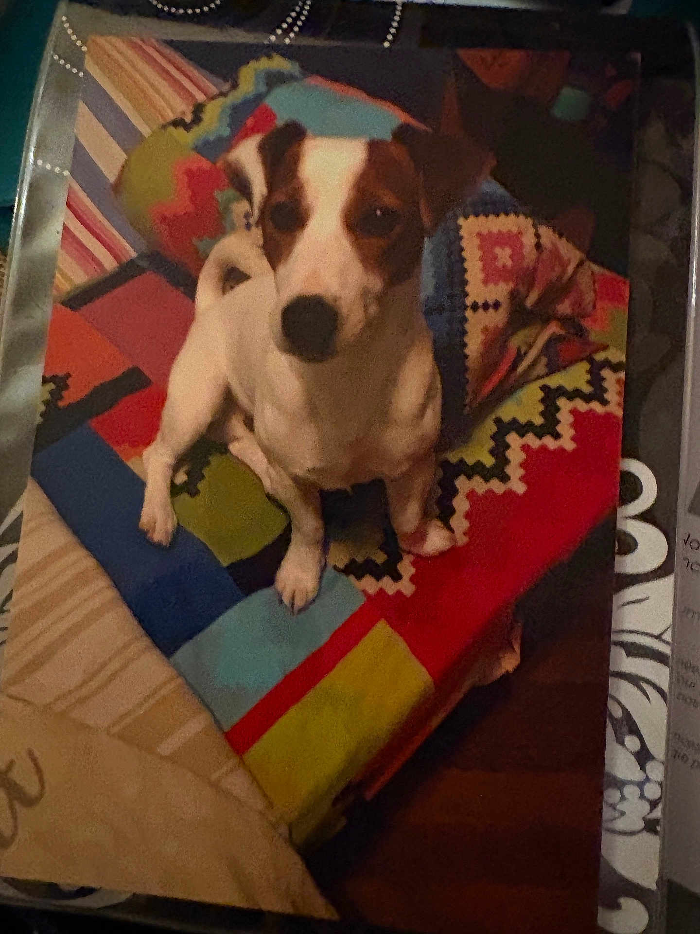 Caramel participe au concours pour gagner de l'argent avec cette photo : dog, pet, animal, indoor, blanket, colorful, pattern, fabric, cute, small_dog, sitting, looking_up, cozy, home, fur, ears, tail, snout, paw, domestic_animal