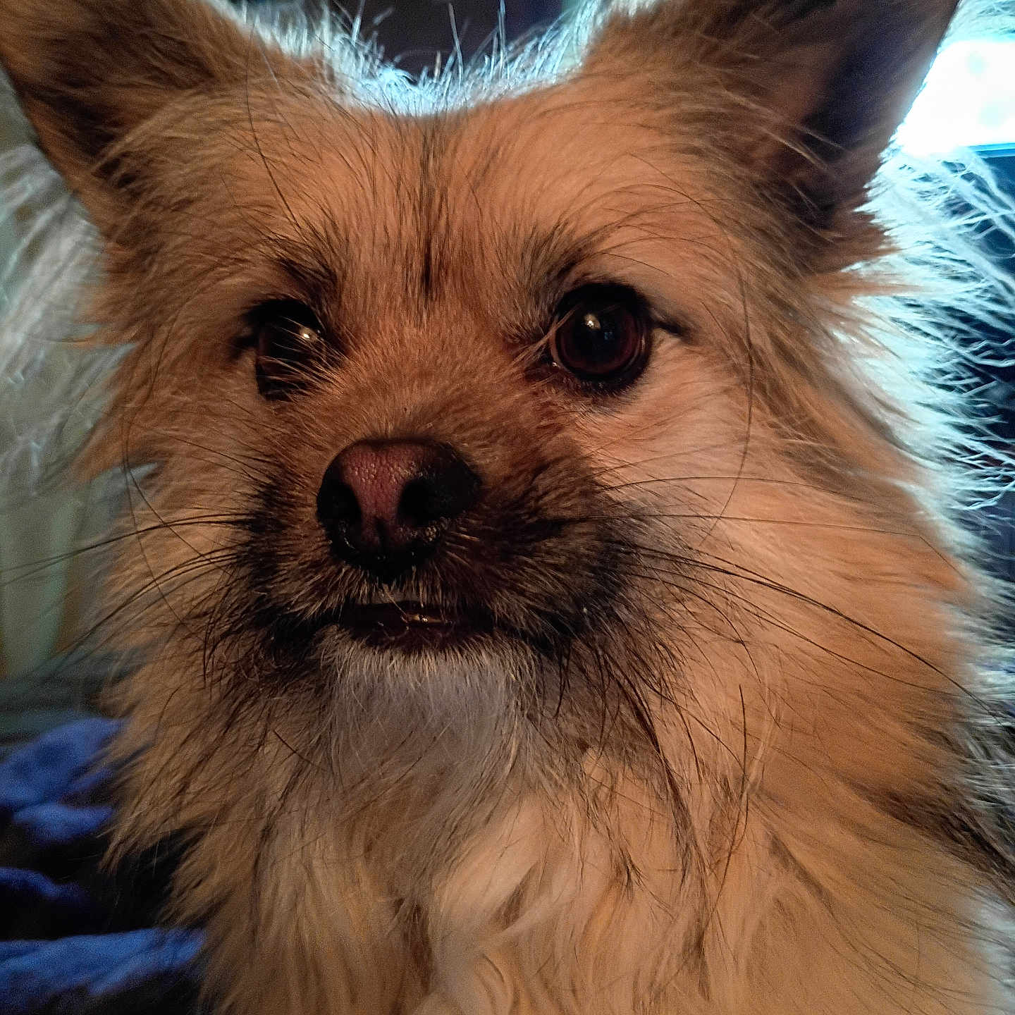 Muggie joined the competition — help win amazing prizes! dog, close_up, fluffy, portrait, indoor, pet, mammal, animal, ears, fur, nose, whiskers, cute, face, expression, brown, light, soft, friendly, companion
