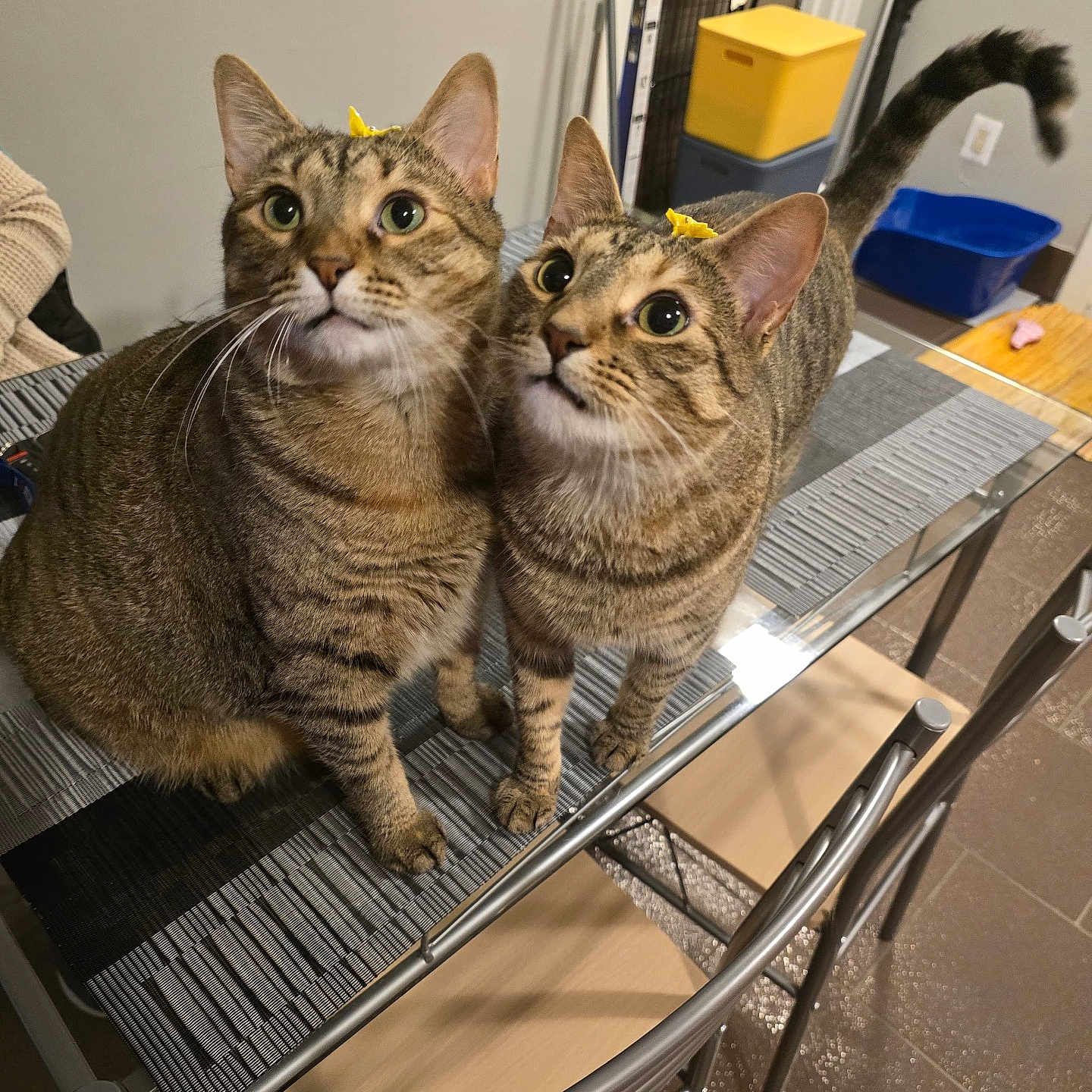 Dulce E Iris joined the competition — help win amazing prizes! animal, bow, cat, chair, curious, domestic, ears, feline, floor, glass_table, indoor, looking_up, mat, pet, tabby, table, tail, two_cats, whiskers, yellow_bow