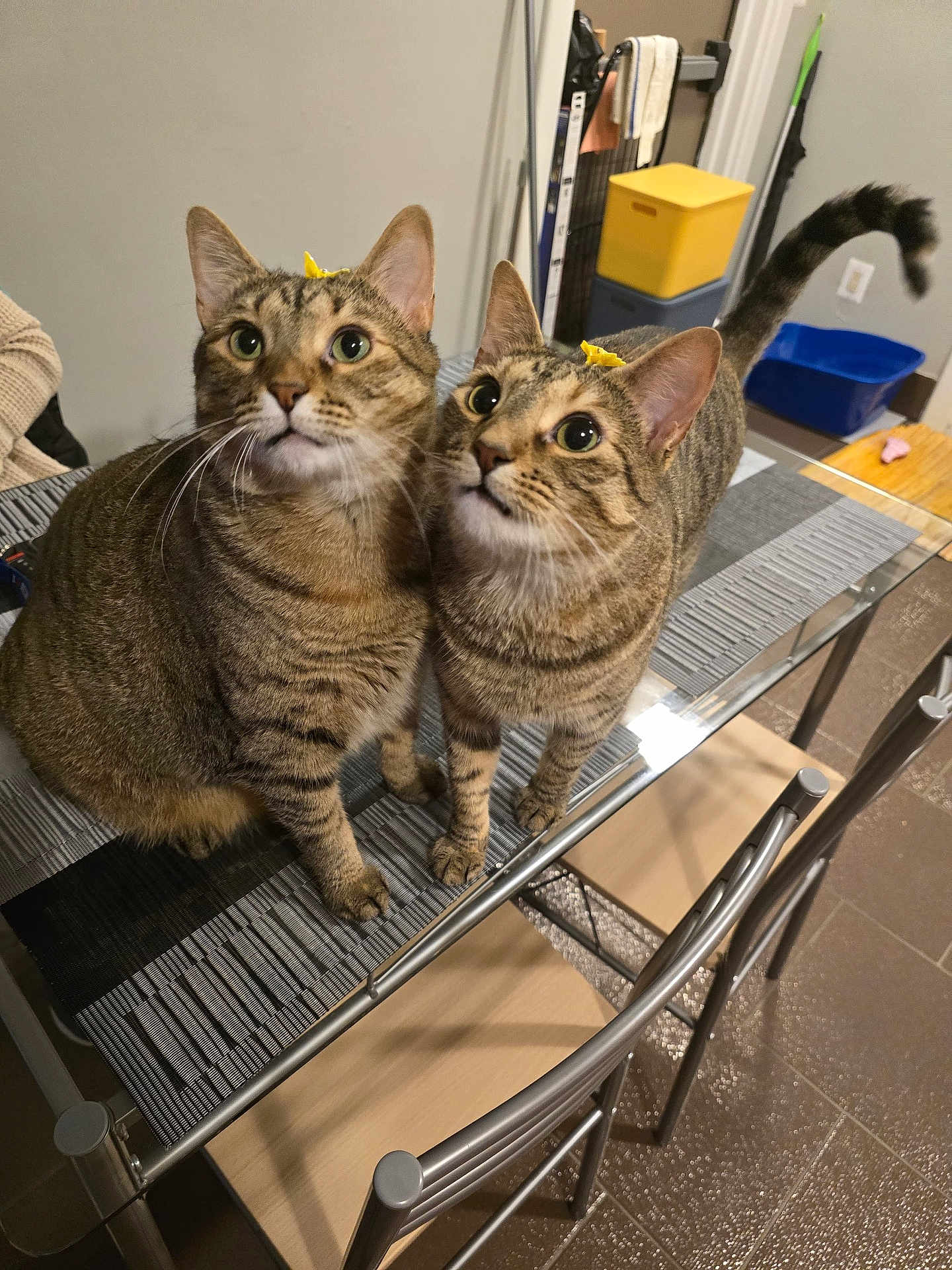 Dulce E Iris joined the competition — help win amazing prizes! cat, tabby, pet, animal, indoor, table, glass_table, bow, yellow_bow, curious, feline, whiskers, ears, tail, floor, chair, mat, domestic, two_cats, looking_up