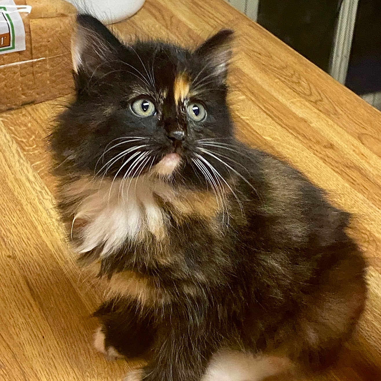Pepper joined the competition — help win amazing prizes! animal, bread, cat, container, curious, cute, domestic_animal, feline, fluffy, fur, indoor, kitchen, kitten, pet, small, table, tortoiseshell, whiskers, wooden_table, young