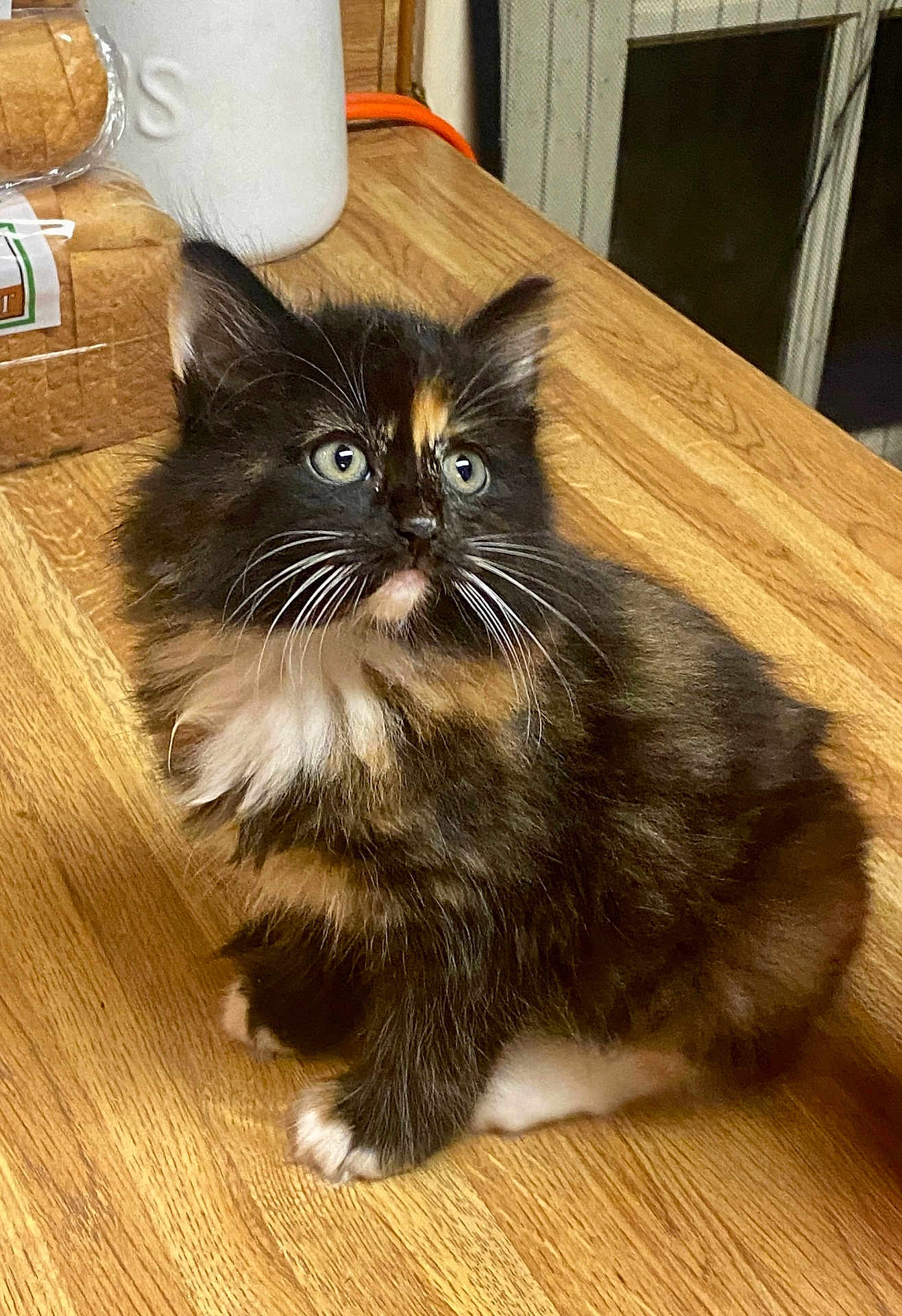 Pepper joined the competition — help win amazing prizes! kitten, cat, tortoiseshell, feline, fluffy, wooden_table, bread, container, indoor, pet, whiskers, curious, small, cute, domestic_animal, fur, animal, table, kitchen, young