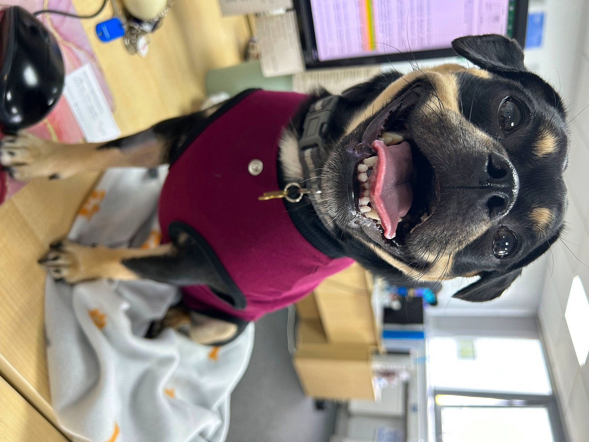 Ivar is registered to the contest to win money with this photo: canidae, dog_breed, engineering, fashion_accessory, fur, glove, helmet, machine, personal_protective_equipment, room, snout, sporting_group, sports_gear, tableware, toy, window, wine, wine_glass, working_animal