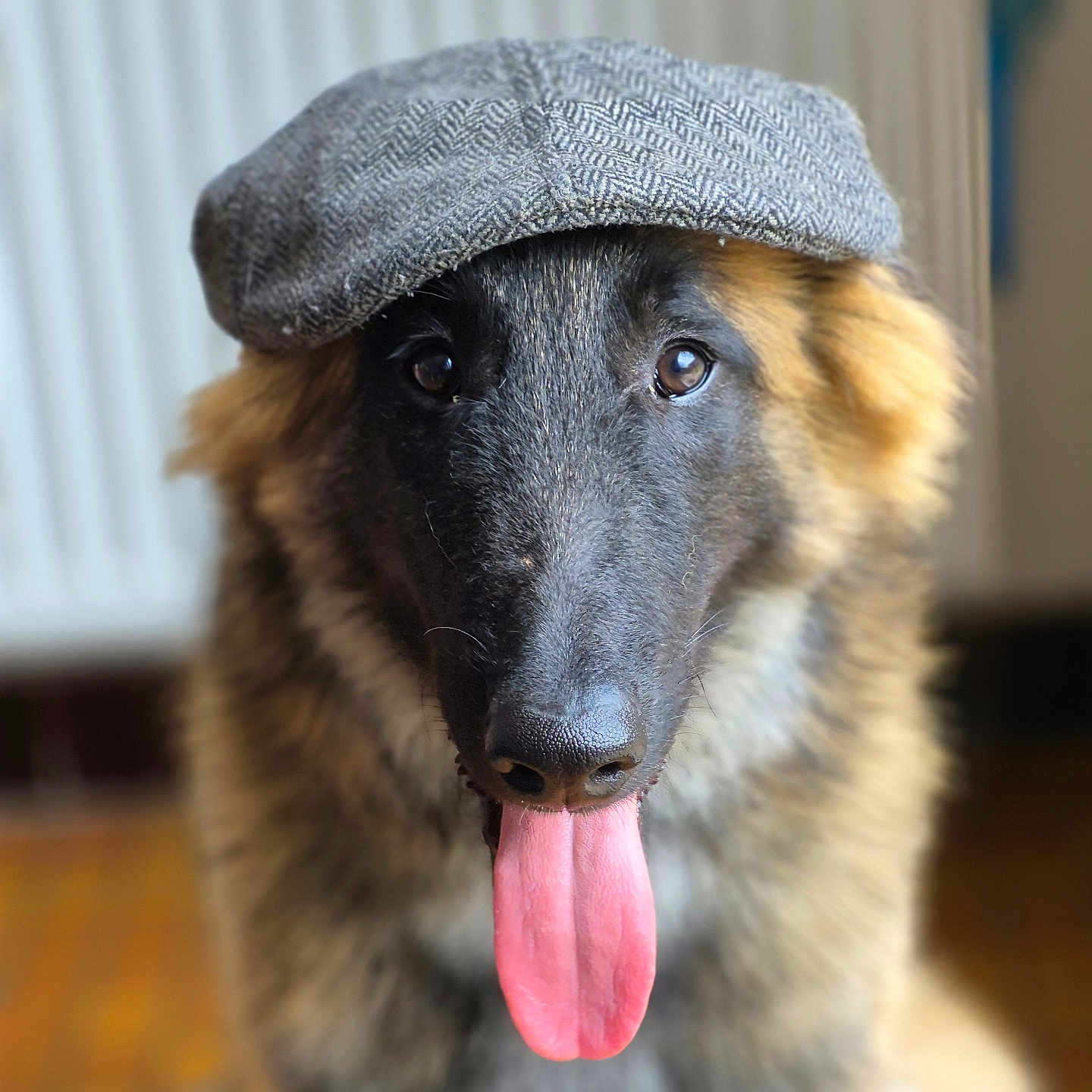 Arxene participe au concours pour gagner de l'argent avec cette photo : animal, baseballcap, beanie, bodypart, canine, cap, clothing, dog, germanshepherd, goldenretriever, hat, hound, knitwear, mouth, person, pet, policedog, puppy, snout, tongue
