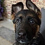 dog, puppy, german_shepherd, close_up, ears, eyes, nose, fur, indoor, brick_wall, curious, pet, animal, cute, portrait, young, sitting, canine, background, cozy