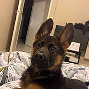 Aly a rejoint le concours — aidez-le/la à gagner de superbes lots ! animal, bed, blanket, canine, cozy, curious, dog, domestic, ears, fur, furniture, german_shepherd, home, indoor, lying_down, open_door, pet, puppy, room, young