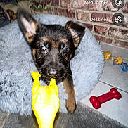 Aly participe au concours pour gagner de l'argent avec cette photo : puppy, dog, toy, rubber_chicken, bed, fluffy_bed, brick_wall, indoor, pet_toy, curious, playful, floor, tile_floor, red_bone_toy, yellow_toy, hand, person, pet, young_dog, animal