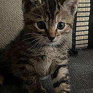 Pixie a rejoint le concours — aidez-le/la à gagner de superbes lots ! abyssinian, animal, cat, egyptiancat, kitten, manx, pet, siamese