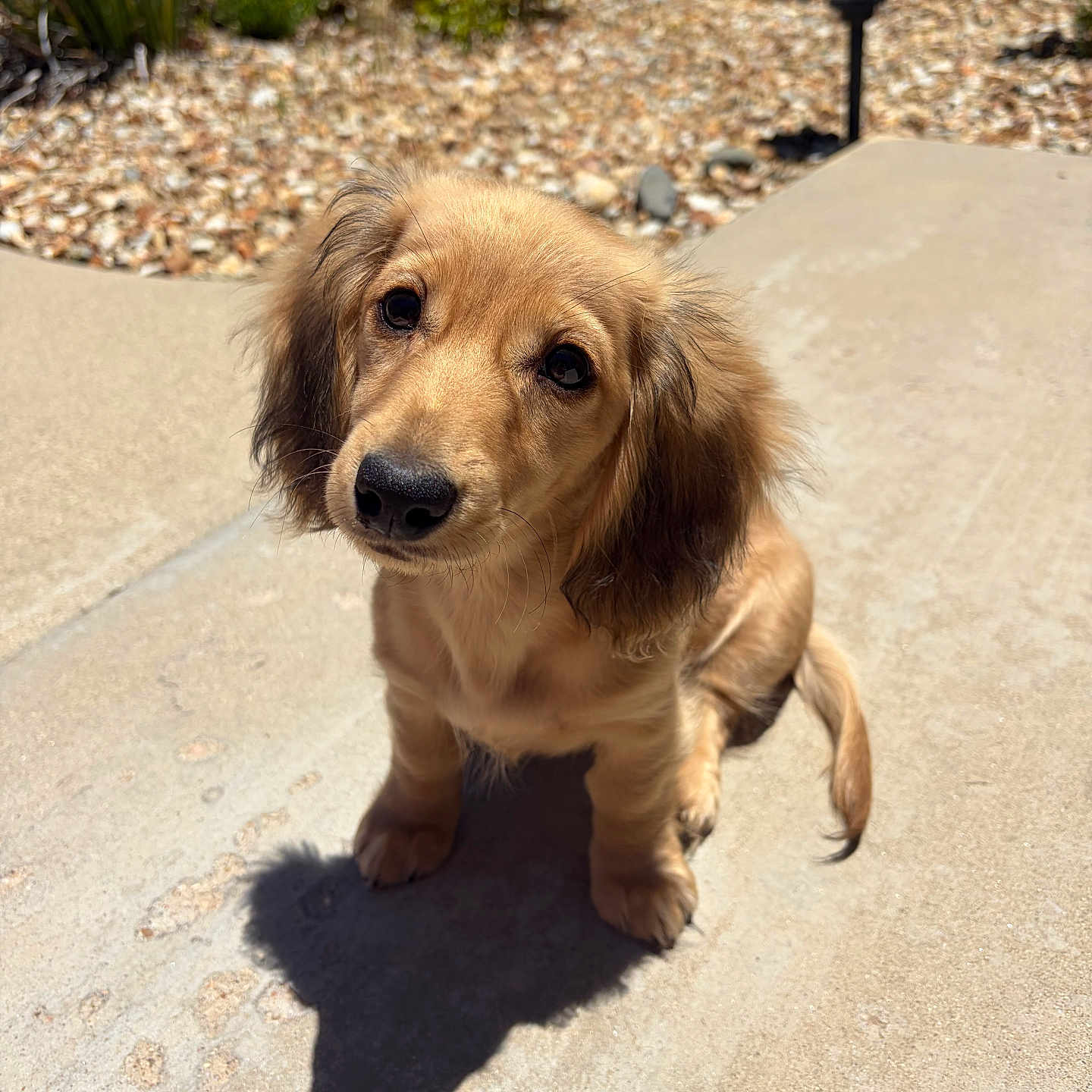 Nala is registered to the contest to win money with this photo: puppy, dog, outdoor, sunlight, shadow, concrete, pebbles, greenery, ears, fur, cute, pet, animal, sitting, looking_up, small, adorable, nature, daylight, young