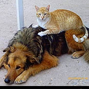 Yalla a rejoint le concours — aidez-le/la à gagner de superbes lots ! adorable, animal, cat, companion, cute, dog, domestic_animal, fluffy_dog, friendly, fur, ginger_cat, ground, lying_down, nature, outdoor, paw, pet, relaxed, resting, tail