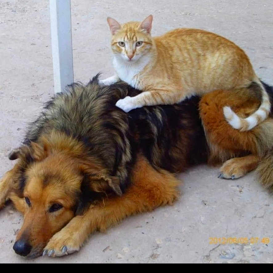 Yalla a rejoint le concours — aidez-le/la à gagner de superbes lots ! adorable, animal, cat, companion, cute, dog, domestic_animal, fluffy_dog, friendly, fur, ginger_cat, ground, lying_down, nature, outdoor, paw, pet, relaxed, resting, tail