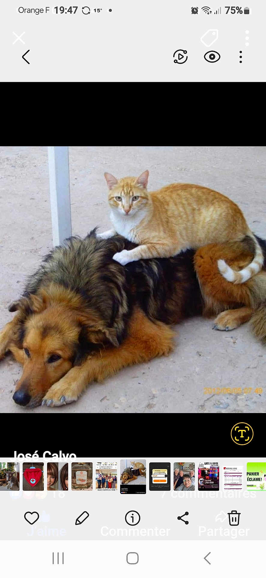 Yalla a rejoint le concours — aidez-le/la à gagner de superbes lots ! adorable, animal, cat, companion, cute, dog, domestic_animal, fluffy_dog, friendly, fur, ginger_cat, ground, lying_down, nature, outdoor, paw, pet, relaxed, resting, tail