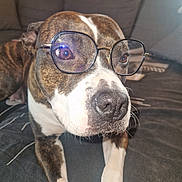 Vick participe au concours pour gagner de l'argent avec cette photo : dog, glasses, pet, indoor, couch, brown, white, face, closeup, fur, animal, eyes, snout, nose, paws, relaxed, home, cute, portrait, mammal