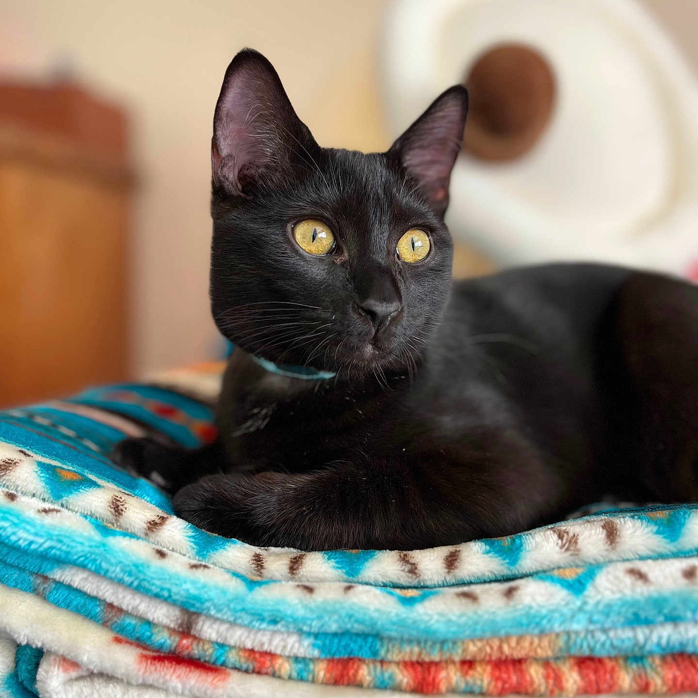 Bagheera is registered to the contest to win money with this photo: abyssinian, animal, blackcat, blanket, cat, kitten, laundry, manx, pet, quilt, towel