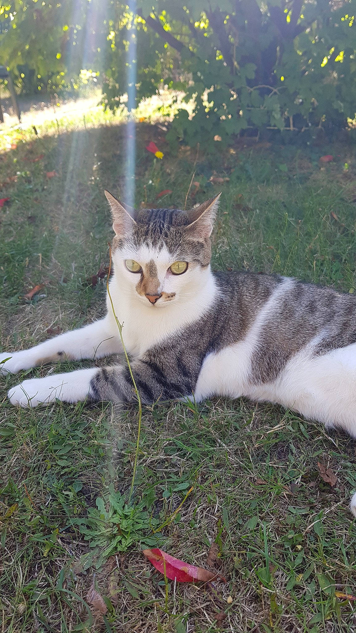 Nozika participe au concours pour gagner de l'argent avec cette photo : aegean_cat, american_wirehair, carnivore, cat, domestic_short_haired_cat, european_shorthair, fawn, felidae, grass, plant, small_to_medium_sized_cats, tail, whiskers, wild_cat