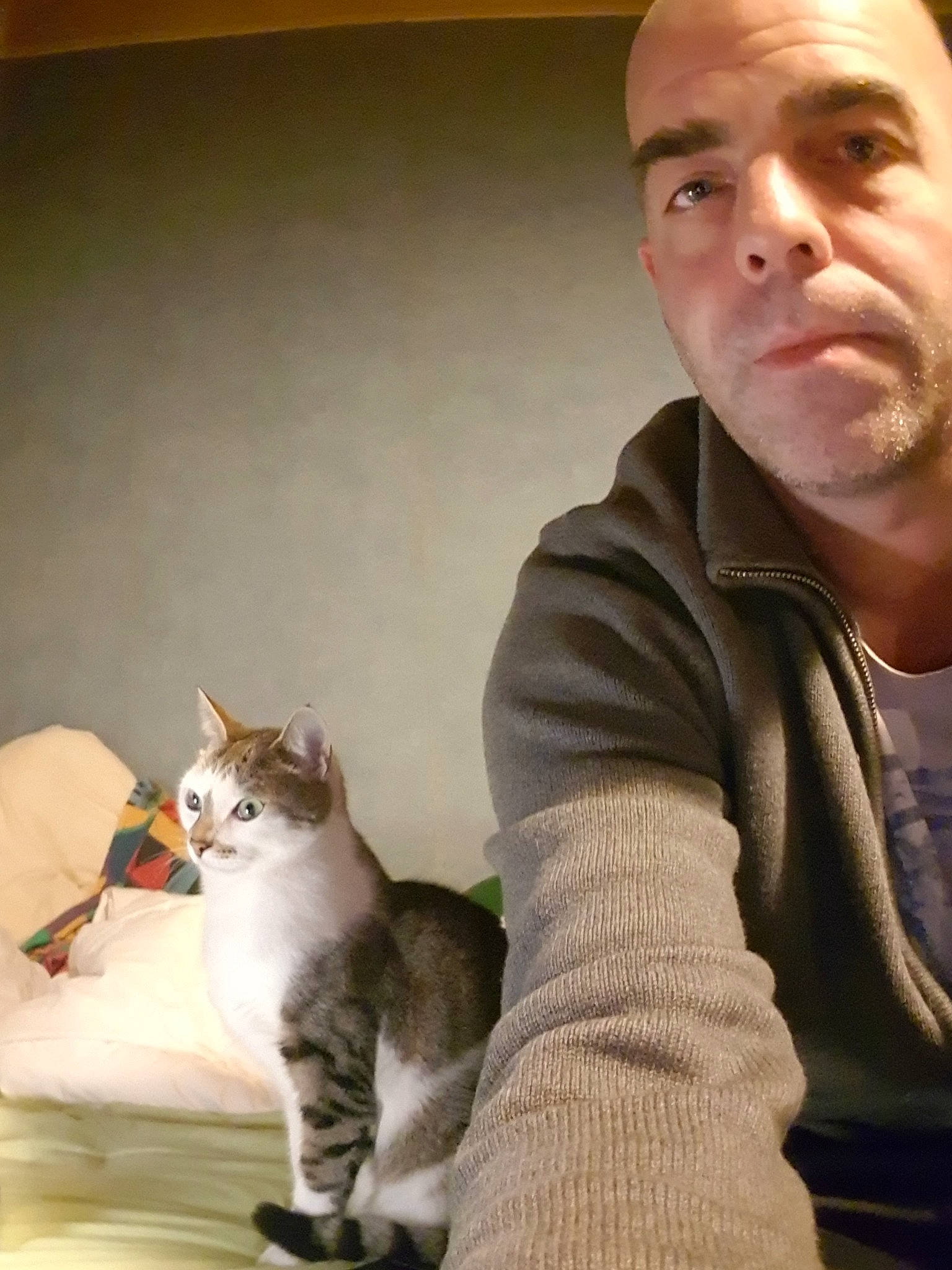 Nozika a rejoint le concours — aidez-le/la à gagner de superbes lots ! aegean_cat, american_curl, american_shorthair, american_wirehair, asian, carnivore, cat, domestic_short_haired_cat, european_shorthair, felidae, kitten, mammal, munchkin, person, singapura, small_to_medium_sized_cats, whiskers