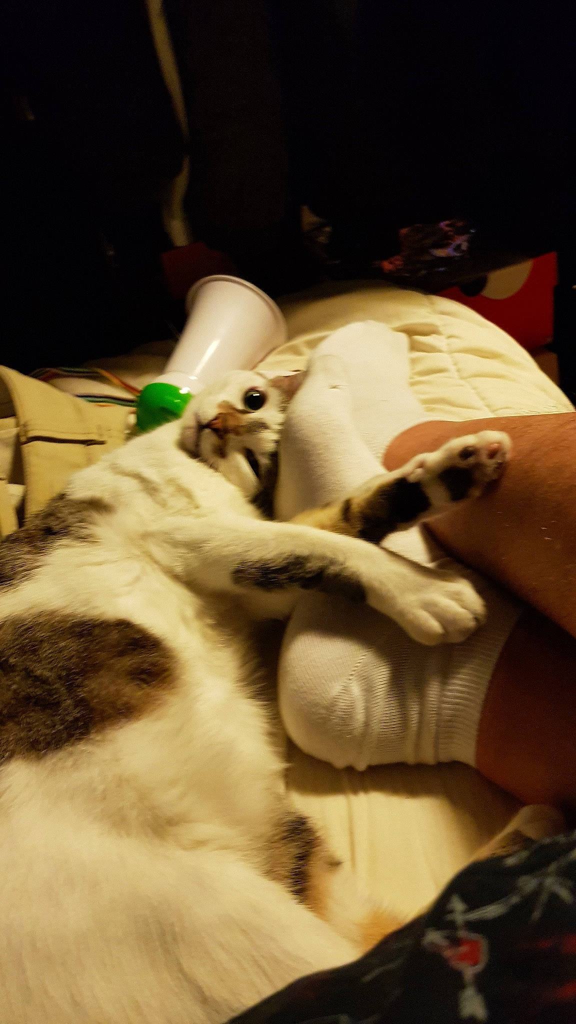 Nozika participe au concours pour gagner de l'argent avec cette photo : carnivore, cat, claw, ear, felidae, fur, hand, kitten, leg, nail, nose, paw, sleep, small_to_medium_sized_cats, whiskers