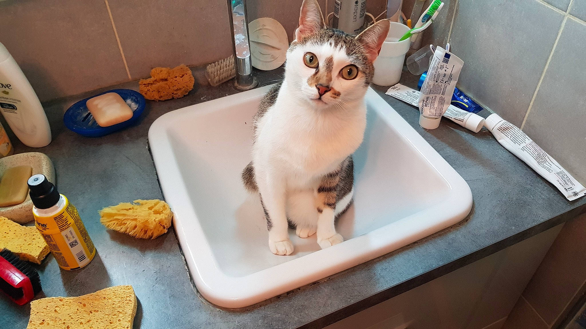 Nozika participe au concours pour gagner de l'argent avec cette photo : aegean_cat, american_curl, asian, burmilla, carnivore, cat, domestic_short_haired_cat, european_shorthair, fawn, felidae, kitten, paw, person, singapura, sink, small_to_medium_sized_cats, tail, thai, turkish_van, whiskers