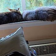 Lyle And Lydia joined the competition — help win amazing prizes! cat, cats, window, windowsill, fur, fluffy, greenery, tree, outdoor_view, home_interior, pillow, vent, relaxed, cozy, pets, animal, domestic, nature, sunlight, resting