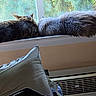cat, cats, window, windowsill, fur, fluffy, greenery, tree, outdoor_view, home_interior, pillow, vent, relaxed, cozy, pets, animal, domestic, nature, sunlight, resting