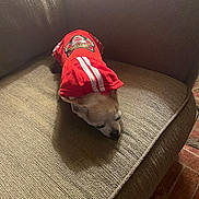 Pepe is registered to the contest to win money with this photo: dog, small_dog, hoodie, red_clothing, couch, indoor, pet, sleeping, cozy, furniture, beige, texture, resting, animal, canine, comfort, casual_clothing, home, relaxation, quiet