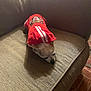 dog, small_dog, hoodie, red_clothing, couch, indoor, pet, sleeping, cozy, furniture, beige, texture, resting, animal, canine, comfort, casual_clothing, home, relaxation, quiet