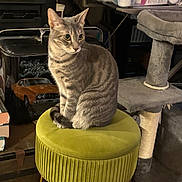 Pusheen joined the competition — help win amazing prizes! cat, tabby_cat, green_eyes, stool, indoor, cat_tree, toy_sock, furniture, household_items, pet, fur, curious, seated, cozy, vintage_tin, car_image, floor, yellow_legs, soft_lighting, domestic