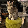 cat, tabby_cat, green_eyes, stool, indoor, cat_tree, toy_sock, furniture, household_items, pet, fur, curious, seated, cozy, vintage_tin, car_image, floor, yellow_legs, soft_lighting, domestic