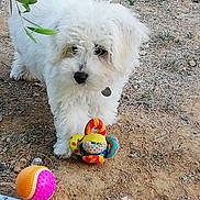 Oslo a rejoint le concours — aidez-le/la à gagner de superbes lots ! ball, bichon, bichon_frise, bolognese, canidae, carnivore, coton_de_tulear, dog, dog_breed, havanese, maltepoo, maltese, mammal, puppy, schnoodle, sporting_lucas_terrier, tennis_ball, terrier, vertebrate, west_highland_white_terrier