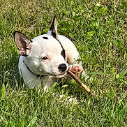 Brix joined the competition — help win amazing prizes! dog, puppy, white_dog, black_spot, grass, outdoor, nature, chewing, stick, playful, pet, canine, sunlight, animal, young_dog, cute, greenery, relaxed, paw, ears