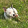 dog, puppy, white_dog, black_spot, grass, outdoor, nature, chewing, stick, playful, pet, canine, sunlight, animal, young_dog, cute, greenery, relaxed, paw, ears