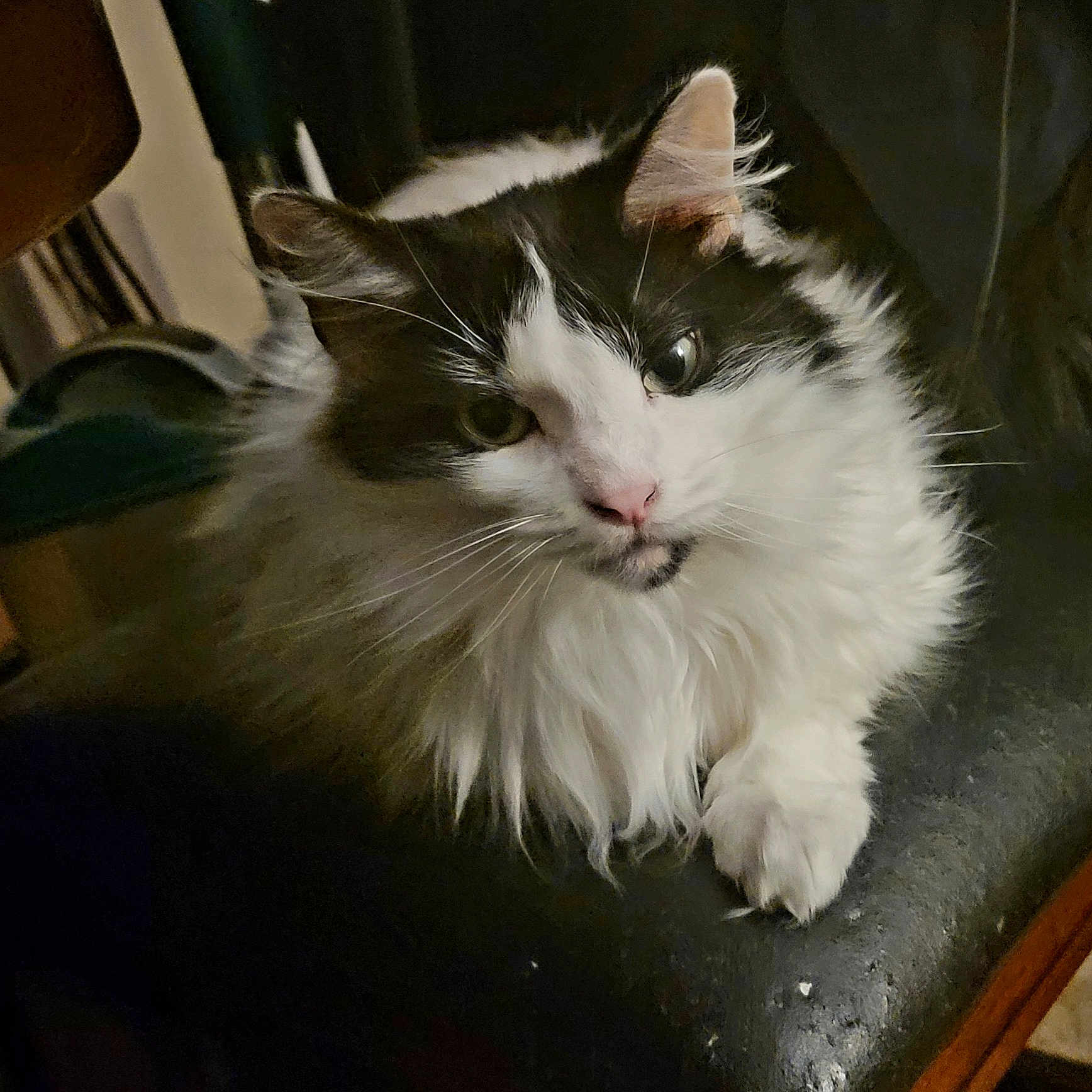 Tilly joined the competition — help win amazing prizes! abyssinian, angora, animal, armchair, bodypart, cat, chair, couch, furniture, hardwood, indoors, kitten, manx, mouth, person, pet, siamese, sleeping, white, wood