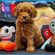 Lolly is registered to the contest to win money with this photo: animal, ball, canine, couch, dog, face, football, furniture, head, person, pet, plush, poodle, puppy, soccer, soccerball, sport, teddybear, terrier, toy