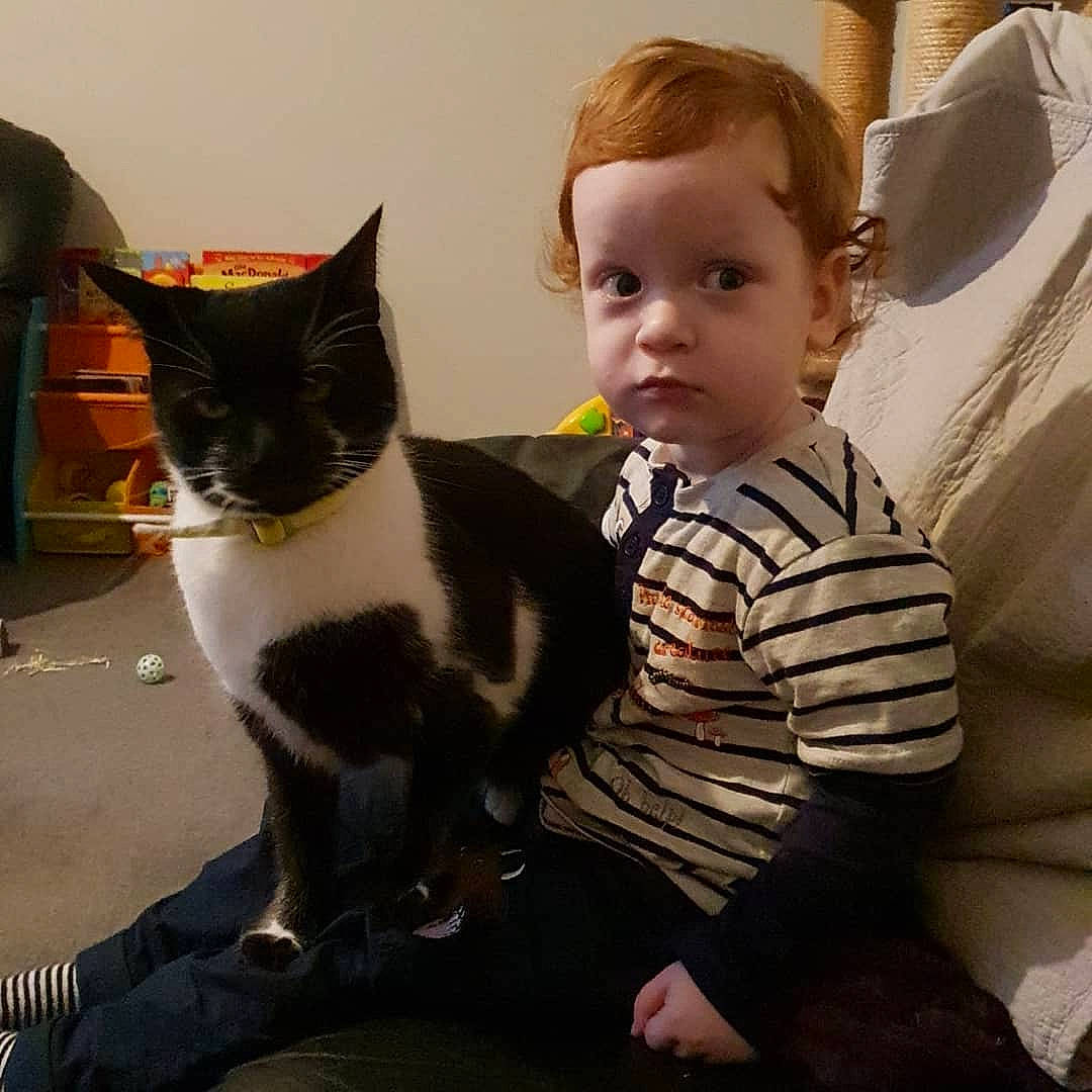 Simba joined the competition — help win amazing prizes! cat, cat_like_mammal, domestic_short_haired_cat, fur, kitten, person, small_to_medium_sized_cats, whiskers