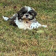 Layla joined the competition — help win amazing prizes! dog, puppy, grass, outdoor, animal, pet, playing, ball, cute, fluffy, nature, laying_down, small_dog, fur, relaxed, daytime, greenery, toy, canine, adorable