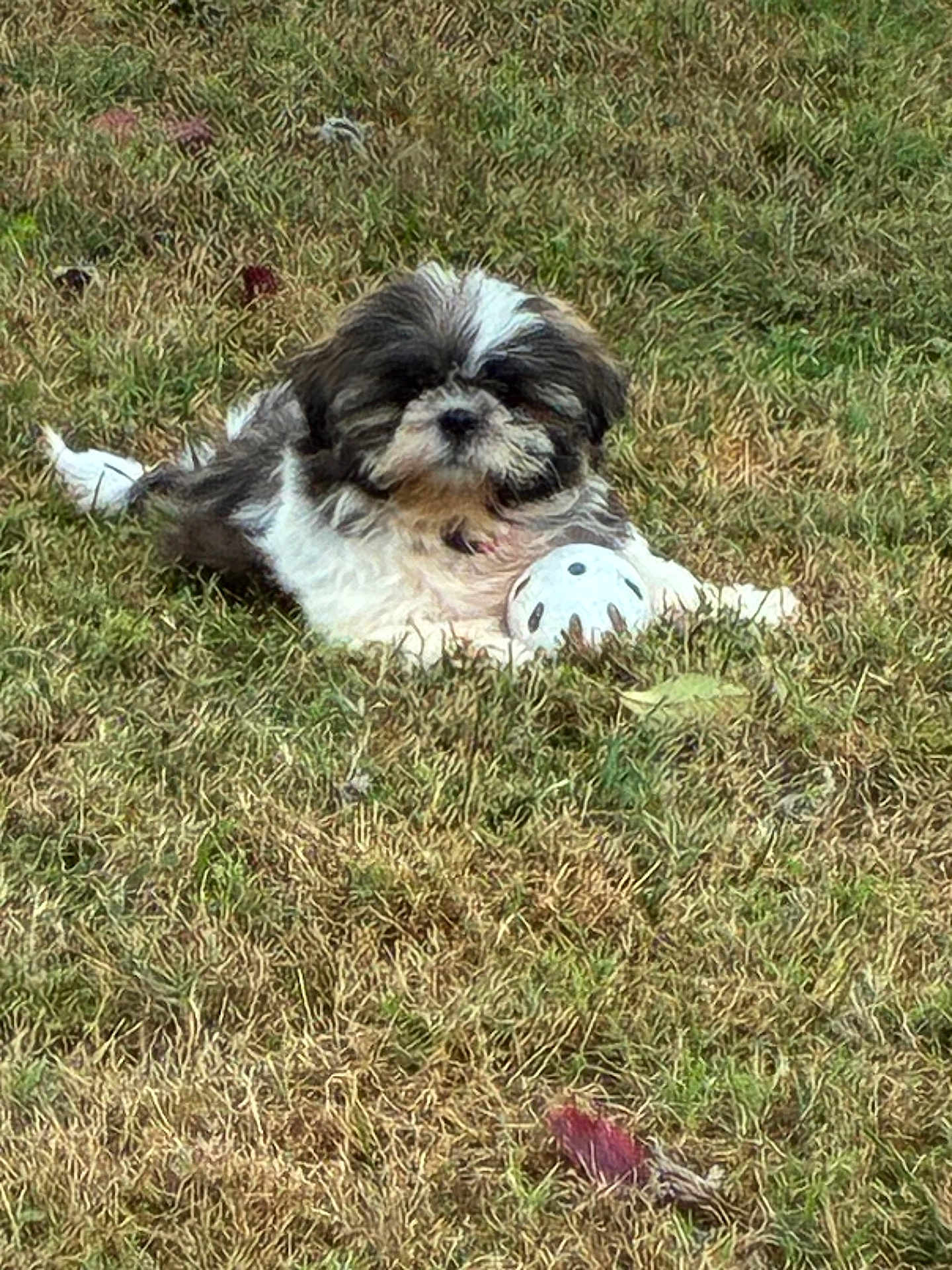 Layla joined the competition — help win amazing prizes! dog, puppy, grass, outdoor, animal, pet, playing, ball, cute, fluffy, nature, laying_down, small_dog, fur, relaxed, daytime, greenery, toy, canine, adorable