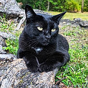 Nexus Or Bebes is registered to the contest to win money with this photo: black_cat, cat, animal, outdoor, nature, tree_root, greenery, grass, wildlife, pet, feline, closeup, mammal, relaxed, resting, yellow_eyes, wild, daylight, forest, portrait