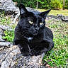 black_cat, cat, animal, outdoor, nature, tree_root, greenery, grass, wildlife, pet, feline, closeup, mammal, relaxed, resting, yellow_eyes, wild, daylight, forest, portrait