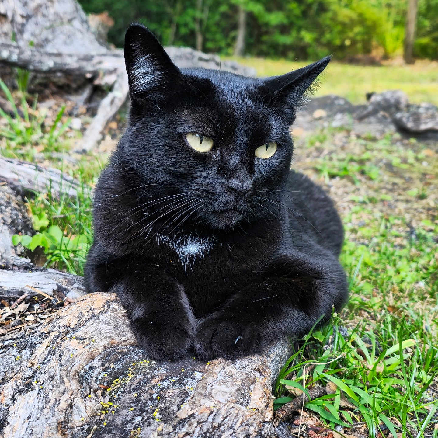 Nexus Or Bebes is registered to the contest to win money with this photo: black_cat, cat, animal, outdoor, nature, tree_root, greenery, grass, wildlife, pet, feline, closeup, mammal, relaxed, resting, yellow_eyes, wild, daylight, forest, portrait