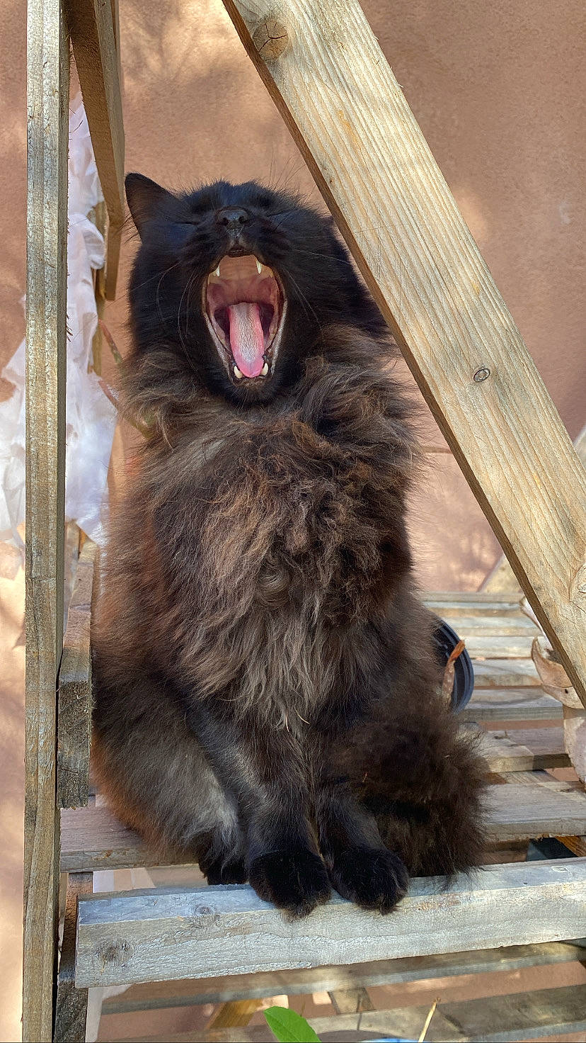 Yoda participe au concours pour gagner de l'argent avec cette photo : british_longhair, brown_bear, canidae, carnivore, cat, claw, dog_breed, domestic_short_haired_cat, fang, felidae, fur, paw, plank, small_to_medium_sized_cats, snout, tail, terrestrial_animal, whiskers, wood, yawn