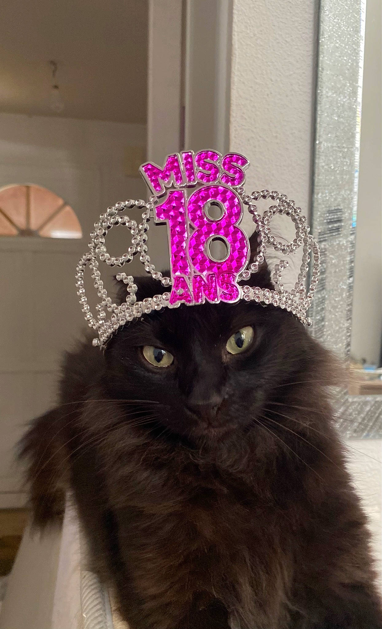Yoda participe au concours pour gagner de l'argent avec cette photo : black_cat, british_longhair, carnivore, cat, costume_hat, crown, domestic_short_haired_cat, fashion_accessory, felidae, formal_wear, fur, hat, headgear, headpiece, magenta, room, small_to_medium_sized_cats, tail, terrestrial_animal, whiskers